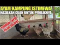 Download Lagu WAJIB TAU‼️JENIS AYAM YANG COCOK ANDA TERNAK💯
