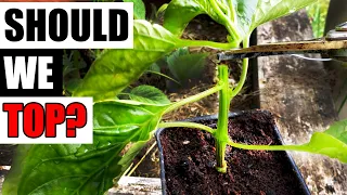 Should We Prune Our Peppers? The Final Experiment