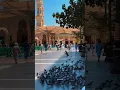 Download Lagu Maher Zain Harris Qalbi Fil Madinah 🤍 | #shorts#madina