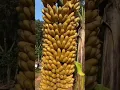 केला की खेती/Kela ki kheti kaise kare! Banana farming #shots#videos