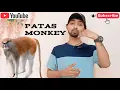 Pat s monkey is an omnivorous animal that eats insects acacia gum seeds and eggs