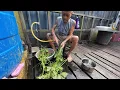 Download Lagu MUKA ADA SENYUM KENCING MANIS TURUN // MASAK SAYUR DAUN LABU DUA RINGGIT SEIKAT // 