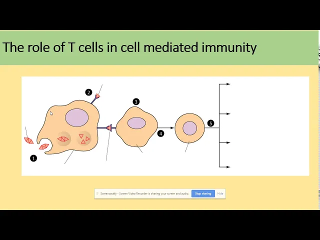 3.2.4 T cells and cell mediated immunity. AQA A level biology