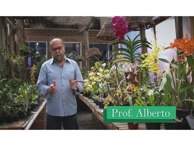 COMO CUIDAR DE ORQUIDEAS, CURSO COMO CUIDAR DE ORQUIDEAS EM VIDEO AULAS