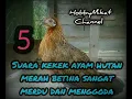 Download Lagu 5 suara kekek ayam hutan merah betina asli sangat merdu dan menggoda 😘😘😘