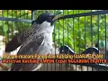 Download Lagu Suara Burung Kutilang Gacor ASLI ALAM lanjut NGGARUDA ampuh untk Masteran kutilang \u0026 pikat Kutilang