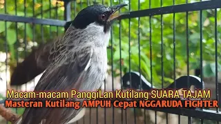 Download Suara Burung Kutilang Gacor ASLI ALAM lanjut NGGARUDA ampuh untk Masteran kutilang \u0026 pikat Kutilang MP3