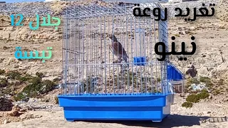 تغريد الحسون التفاحي نينو تبسة 12 
