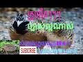 Download Lagu សំឡេងក្រួចអុឺតៗលឺច្បាស់ល្អណាស់100%The crooked sound is very clear.