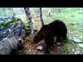 Download Lagu Le immagini dell'orso Mj5 - video Paolo Togni