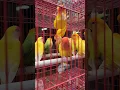 Download Lagu 🐦 Lovebird Singing and Chirping Sounds | My Smart Parrot | Beautiful Birds 🐦#shorts #trendingshorts