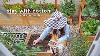 ปลูกผักในสวนเล็กๆ หลังบ้าน 🌱🌼 | ปิ้งย่างเกาหลี 🥓 | เก็บผักสดจากสวน 🥦 | น้ำตะไคร้ชื่นใจ 🍸 | VLOG
