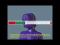 Menstrual Cycle 01 Spanish