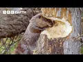 Download Lagu Drukke bevers bouwen dam voor de winter | Yellowstone | BBC Earth
