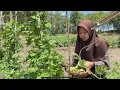 Download Lagu Panen Pare (Bitter Gourd) di Kebun, Masak Tumis Pare dan Daging, Pare Kukus Isi Daging