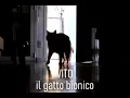 Video di Vito il Gatto Bionico