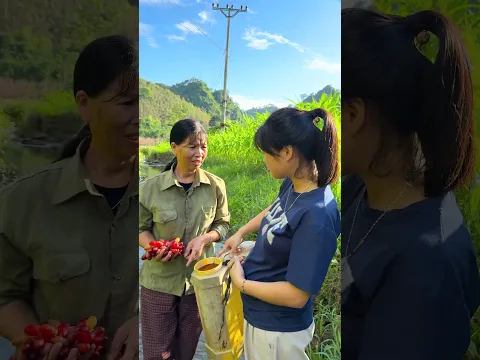 Grape harvesting—farming life is truly fascinating. Let's protect the environment.