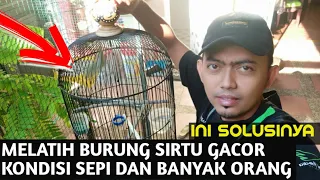 Download Cara menggacorkan burung sirtu dan melatih mental agar GACOR disaat ada dan tidak ada ORANG MP3