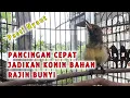 Download Lagu KONIN IJOAN ANDA PASTI IKUTAN BUNYI, PANCINGAN TERCEPAT JADIKAN KONIN BAHAN RAJIN BUNYI