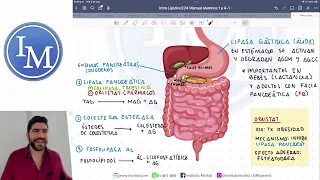 Bioquímica | Digestión y absorción de las grasas