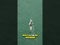 6 Simple Tips for an Smooth Technique in Open Water