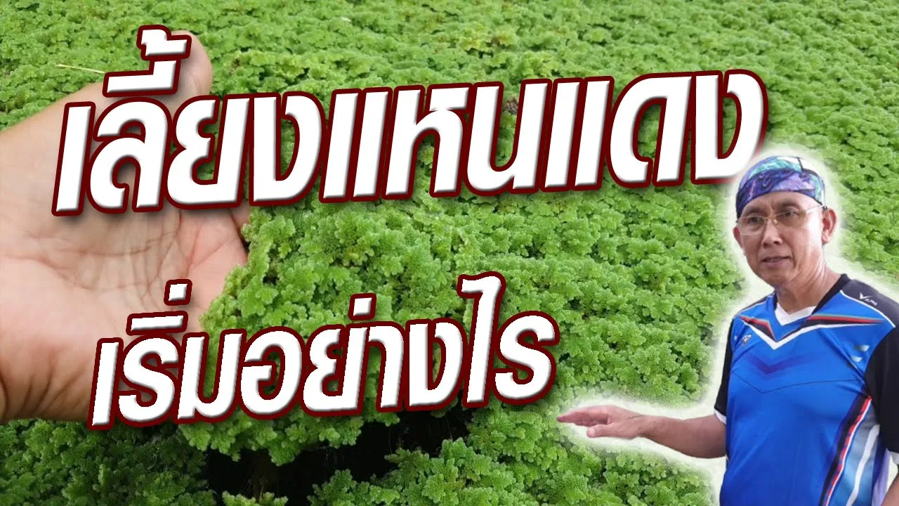 วิธีเตรียมอาหารเลี้ยงแหนแดง ในกาละมัง #แหนแดง @krusawat