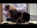 CFA International Show 2019 - Longhair Adult Class Judging