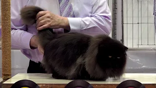 CFA International Show 2019 - Longhair Adult Class Judging