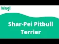 Shar-Pei Pitbull Terrier Wag
