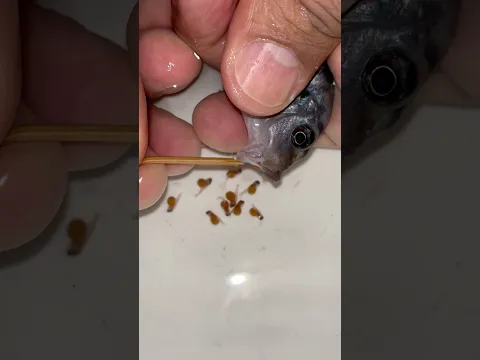 💙🐟 BLUE FISH GIVES BIRTH… AND IT’S ABSOLUTELY AMAZING! 😱 #fish