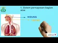 Download Lagu organ pernapasan manusia