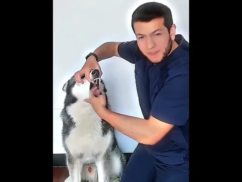 Как Спасти Собаку, Если Она Подавилась 😮😧