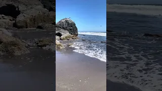 Stinson beach.. #fyp #dream #doberman #pets #youtube