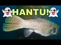 Download Lagu Diving Singapore's REAL Underwater World: PULAU HANTU!