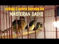Download Lagu suara masteran sadis..!!! untuk murai trotol