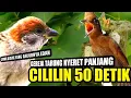 Download Lagu MASTERAN GEREJA TARUNG SAMBUNG CILILIN 50 DETIK || MASTERAN MURAI BATU JUARA NASIONAL