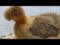 A show quality partridge Silkie hen in close up detail