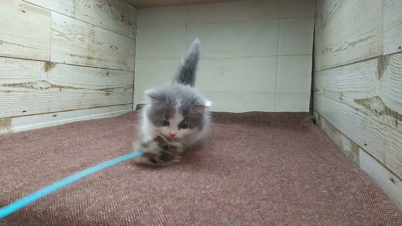動画