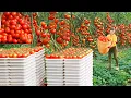 Download Lagu Harvesting Tons Of Fresh \u0026 Clean Tomatoes Go To Market Sell | Phương Farm Life