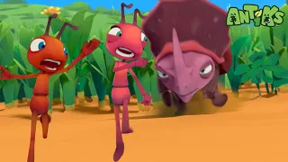 Joey and Boo vs. The Grumpy Dung Beetle! 🪲 | Antiks | Kids Cartoons | Tiny Dance Club