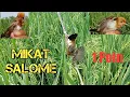 Download Lagu MIKAT SALOME ATAU CICI PADI MERAH DI SAWAH