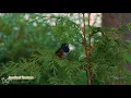 Spring Songbirds in 4K: 7 Hours of Beautiful Bird Scenes & Sounds for Relaxation, Study, Sleep UHD