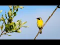 Download Lagu Spring Songbirds in 4K: 7 Hours of Beautiful Bird Scenes \u0026 Sounds for Relaxation, Study, Sleep UHD