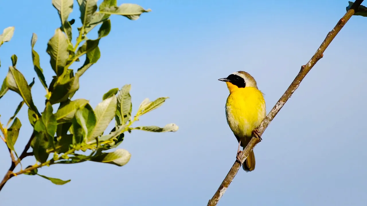 Spring Songbirds in 4K: 7 Hours of Beautiful Bird Scenes & Sounds for Relaxation, Study, Sleep UHD Spring Songbirds in 4K: 7 Hours of Beautiful Bird Scenes & Sounds for Relaxation, Study, Sleep UHD