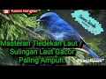 Download Lagu Masteran Tledekan Laut / Sulingan Laut Gacor Suara Pedas Paling Ampuh