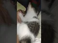 kitten anak kucing bermain-main kucing beranak