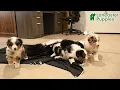 Adorable Miniature Australian Shepherd Puppies