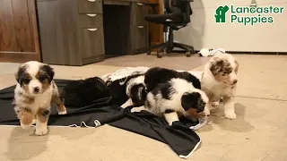 Adorable Miniature Australian Shepherd Puppies