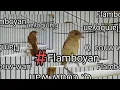 Download Lagu PANCINGAN BURUNG FLAMBOYAN !! creccettt cocok buat pancingan
