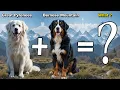 Great Bernese The Teddy Bear Dog You ve Never Heard Of Pyrenees x Bernese Mountain Dog Mix